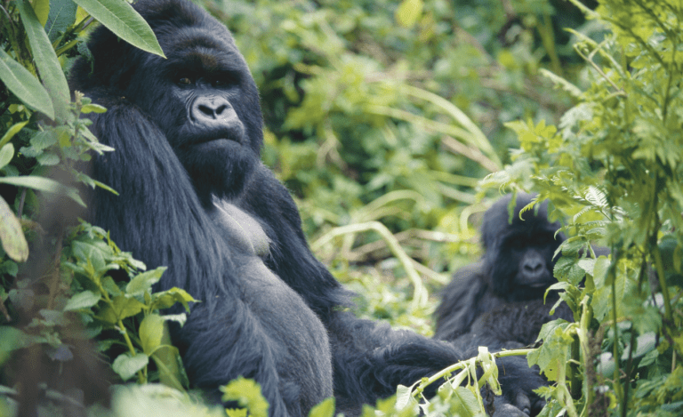 Uganda & Rwanda