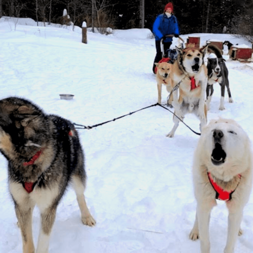 Dog sledding and winter fun - Adventures in Good Company