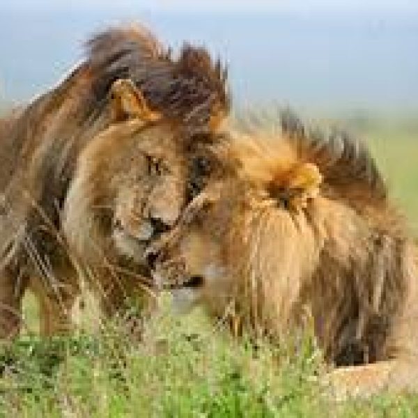 Two male lions nuzzle each other to illustrate the South Africa Safari hosted by Women Traveling the World.