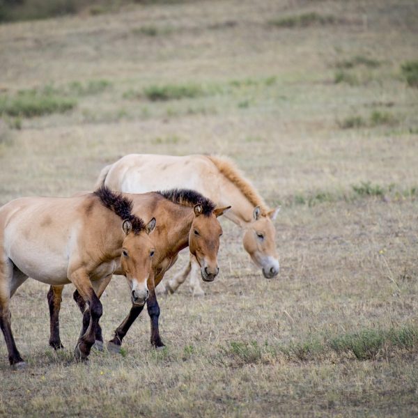 20170614-mongolian-horses-1