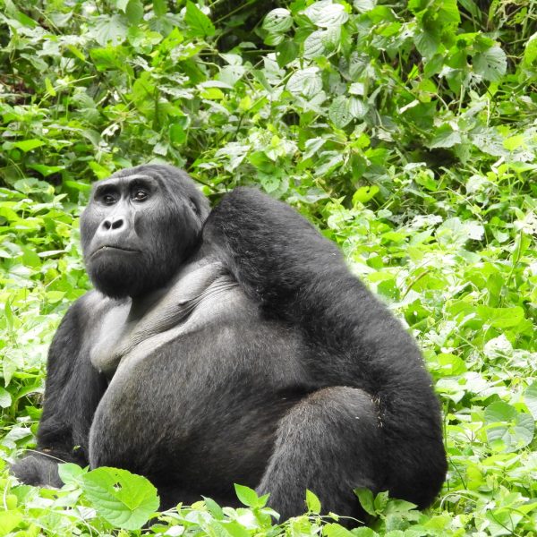A gorilla relaxes in the sun on safari in Uganda. Gorilla Trekking Safari Uganda - Broad Escapes