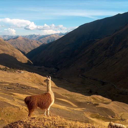 An alpaca stands in the foreground with mountains in the background—The Centre for Good Travel