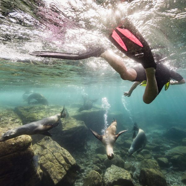 Underwater view of women snorkling on Baja: Sea Lions & Baja-Style Beach Glamping with AdventureWomen