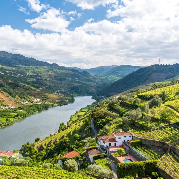 Panoramic view of the Douro Valley with terraced vineyards and rolling hills - Women, Wine & Wanderlust