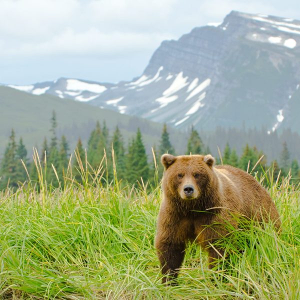 A large brown bear, standing in a field of tall green grass, looks at the camera. Alaska - Katmai/Kodiak Brown Bears - Women in Wildlife Photography
