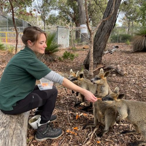A young woman in hiking boots and a t-shirt sits on a low wooden bench feeding baby kangaroos as part of a volunteer trip with Animal Experiences International (AEI).