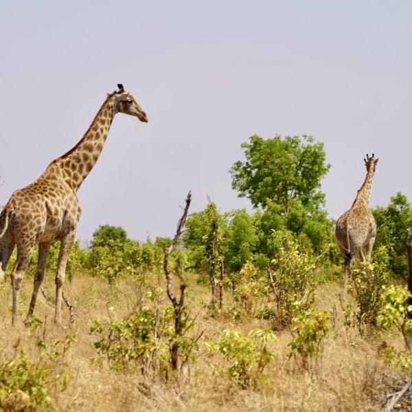 In the distance we see a group of giraffes walking in the wilderness - In the distance we see a group of giraffes walking in the wilderness - Wilderness of Southern Africa - Collette Travel