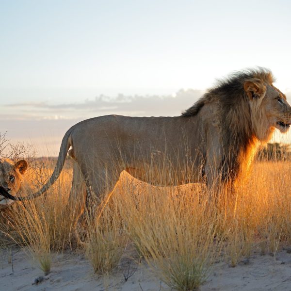 A male lion with full mane stands in the tall grass at sunset - South Africa Journeys with Purpose Conservation Blue Sky Society