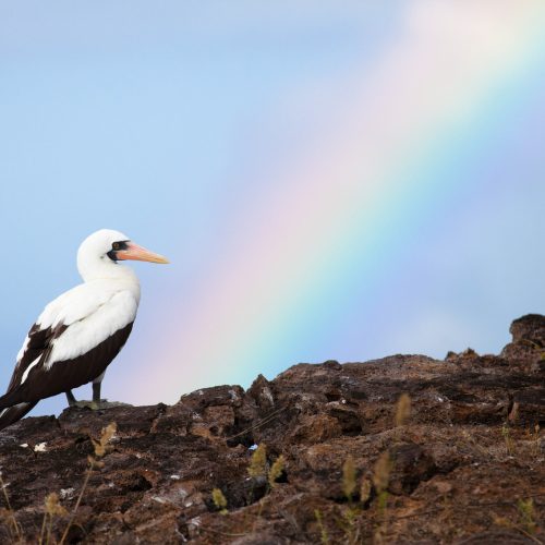 East_Nazca-Booby_Genovesa_Weston-Walker-Knoblich-2