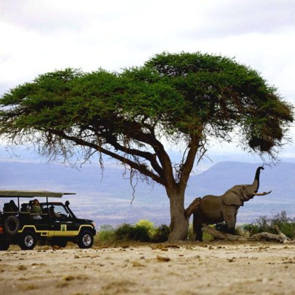 A safari jeep creeps closer to watch an elephant as it reaches for a tree branch - Sensational South Africa, Jeni's Global Yoga Trips
