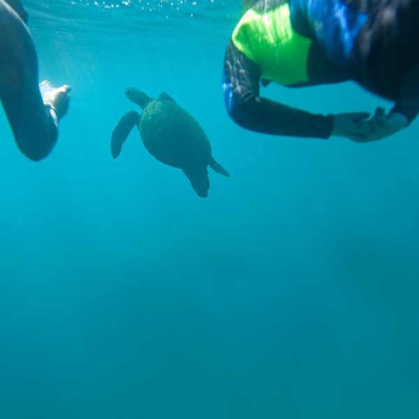 Two divers admiring a turtle