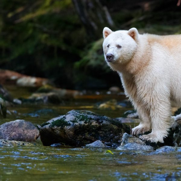 Great Bear Rainforest Sailing Adventure