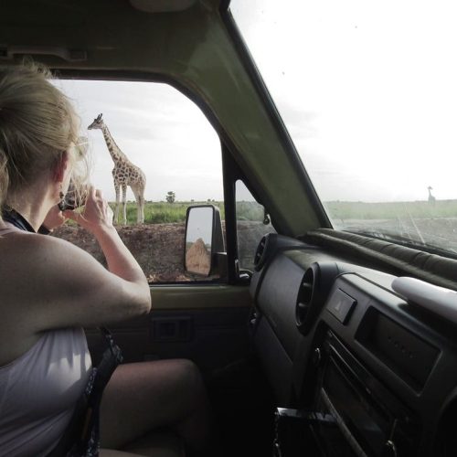 Woman photographing giraffee on safari from the inside of a jeep - Women Tour Uganda