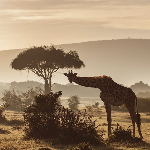 A giraffe dips its head to look at the camera to illustrate the SORORAL x Kenya adventure with SORORAL a women-friendly tour operator.