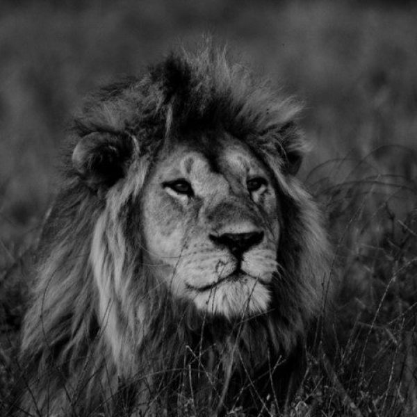 Black and white portrait of a lion in its habitat - Journey Women 30th Anniversary Safari: Immerse in wildlife & escape the crowd - Intent on Safari