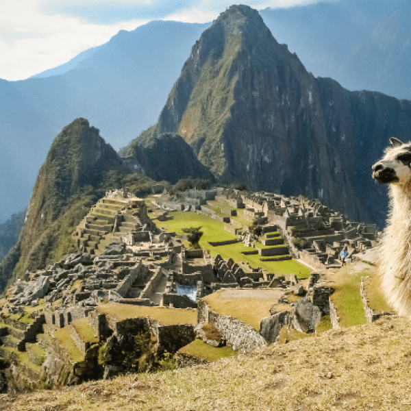 A picturesque morning with a charming llama and the majestic Machu Picchu in the backdrop - Peru Heart of the Pachamama - Sacred Earth Journeys