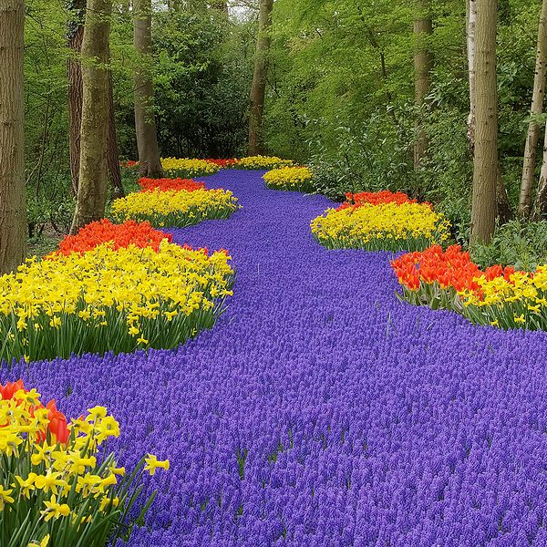 A vibrant garden scene featuring a winding path of purple flowers surrounded by rows of bright yellow and red blooms - Tulip Season in the Netherlands!