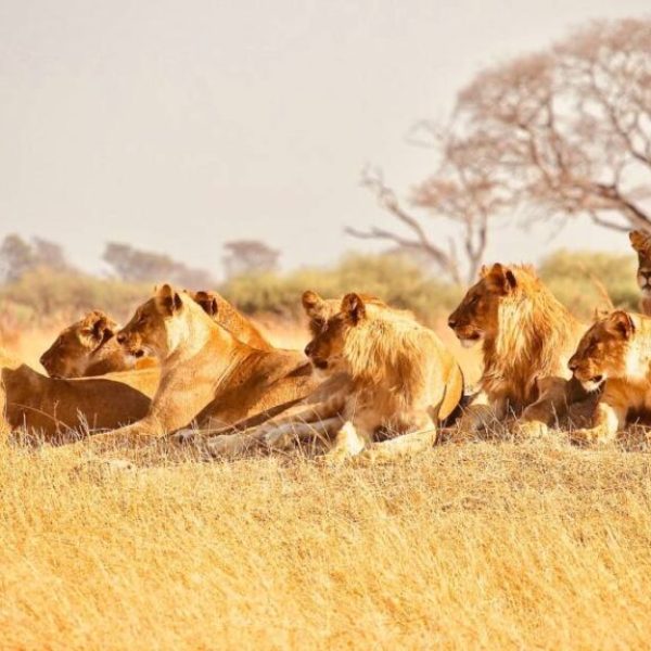 Several lionesses gathered in the savannah, focused on a distant point - Our Special Safari in Tanzania - WalkingWomen