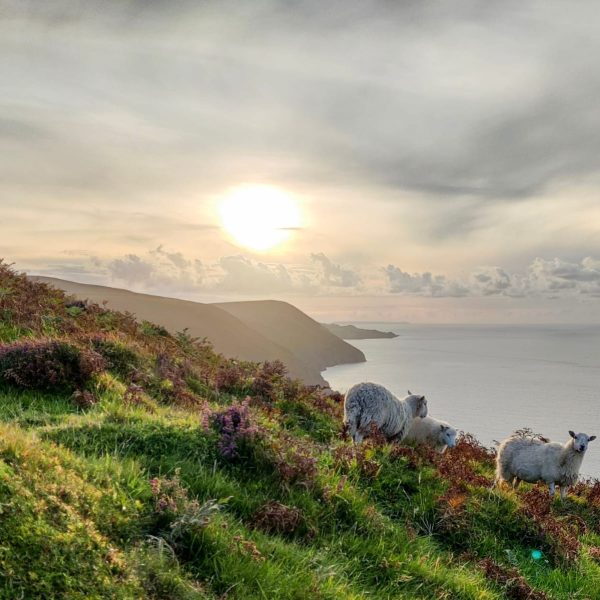 Sheep grazing on a lush green hillside with vibrant wildflowers, overlooking the dramatic cliffs and coastline of North Devon at sunset."