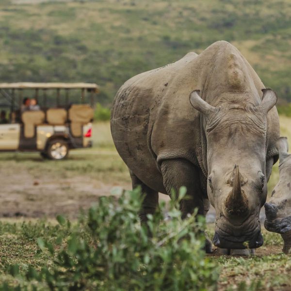 Two rhinos grazing in their natural habitat, a highlight of our conservation-focused trip - Journey With Purpose (JWP) South Africa 2025