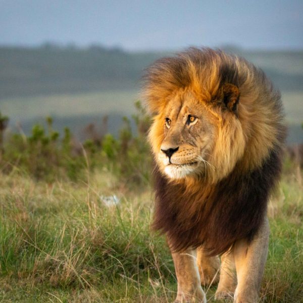 A lion in the wild, photographed during the 'South Africa: Untamed Beauty and African Wilderness' tour.