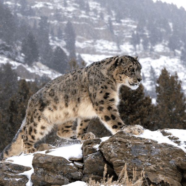Snow-leopard-mountain
