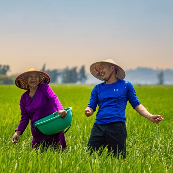 Two smiling individuals wearing traditional conical hats work together in a vibrant green rice field under a clear sky.