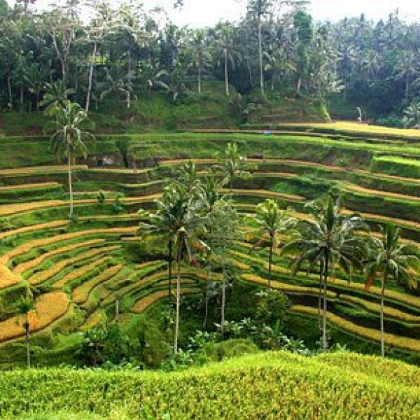 Overlooking a rice terrace - Eat, Pray & Bliss out in Bali - Girls Guide to the World