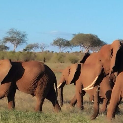 African Trotter - elephants