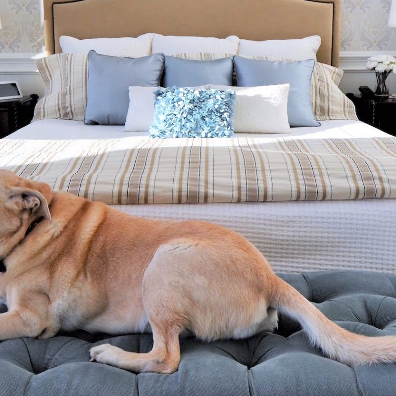 A dog sits at the foot of a bed