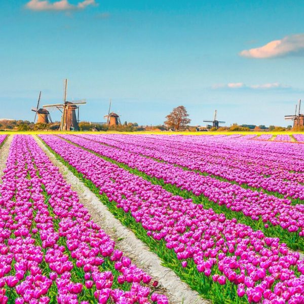 cenic view of vibrant pink tulip fields against a backdrop of traditional Dutch windmills - Tulip Time Cruise