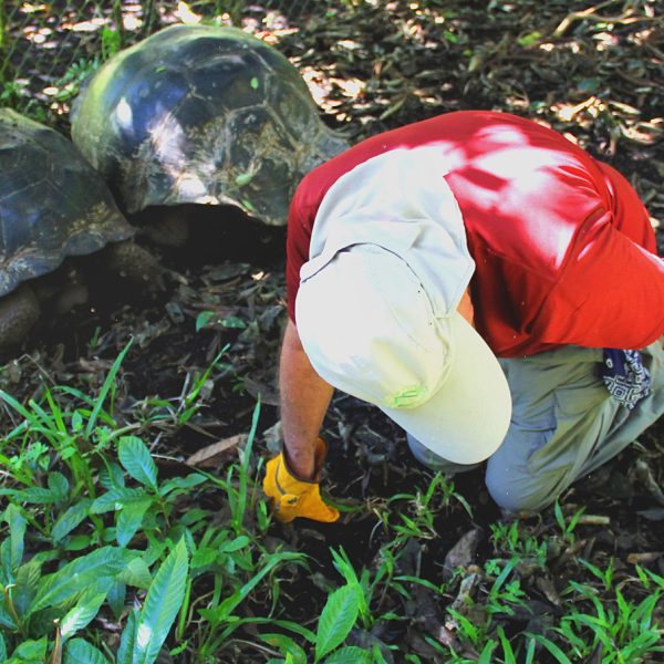 Two-tortoises-with-volunteer