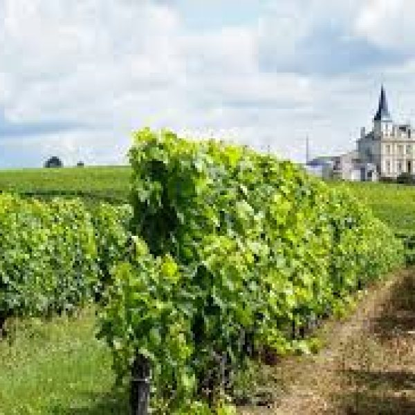 bordeaux-vineyard