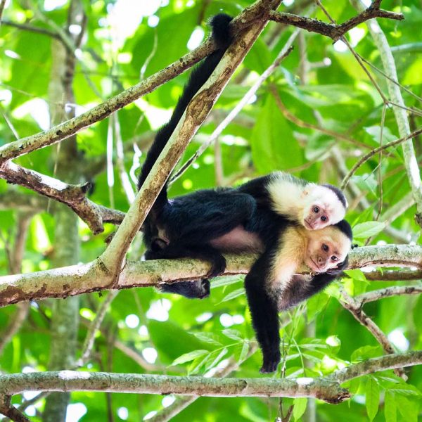 A curious capuchin monkey perched atop a lush tree amidst the verdant canopy of Tortuguero National Park - Pura Vida in Costa Rica - Sisterhood Travels