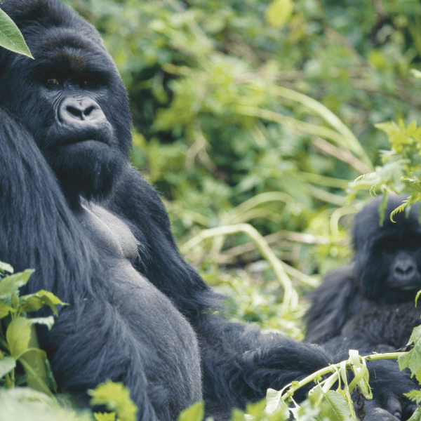 Uganda & Rwanda Tour Highlights
