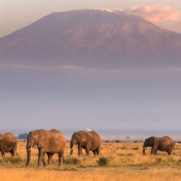 Contemplating a herd of elephants with Mount Kilimanjaro in the background - Kenya - JourneyWomen 30th Anniversary Celebration World Tour - Rupi the Global Trotter
