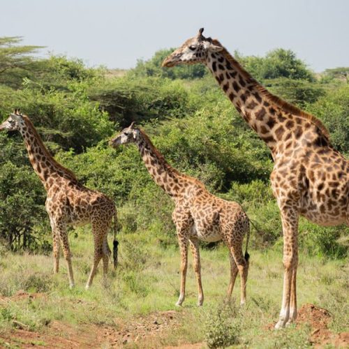 Divine Destination Collection - giraffes