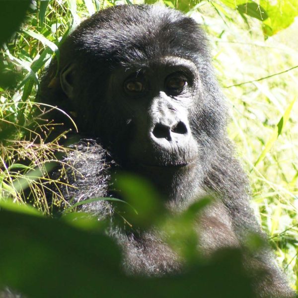 Photo of a Gorilla while trekking int he tour Uganda Safari Mountain Gorillas & Chimpanzees Trekking.