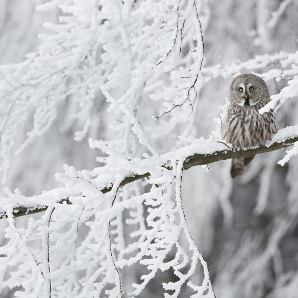 A grey owl stands in stark contrast among snow covered branches - Sax Zim Bog and Northern Lights - Women in Wildlife Photography