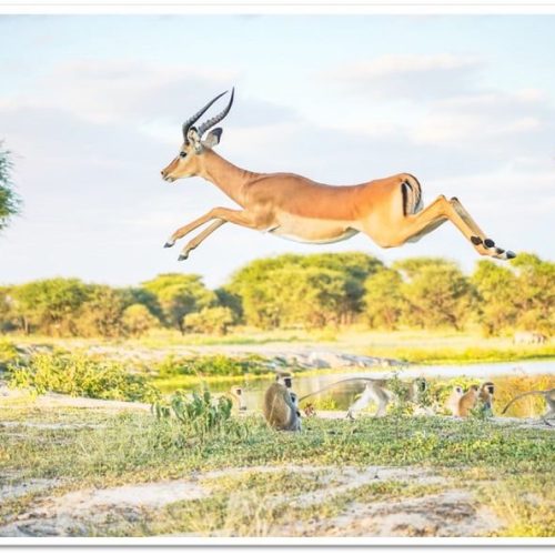 Impala - Intent on Safari