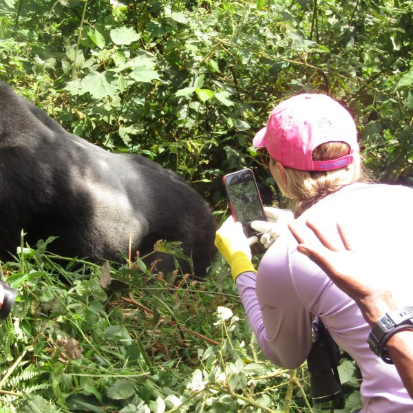 Photo of a woman standing close to a gorilla during a Mountain Gorilla Trekking experience, both surrounded by lush forest vegetation - 8 Days Bwindi and Queen Safari - Women Tour Uganda