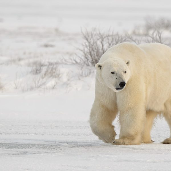 A large polar bear struts calmly across the tundra in Churchill, Manitoba - Polar Bear Photography Tour - Women in Wildlife Photography