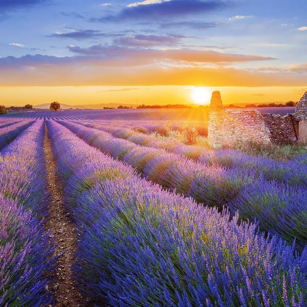 A field of Lavender at sun dusk - Magic of France 2024 VIP Tour - Sisterhood Travels