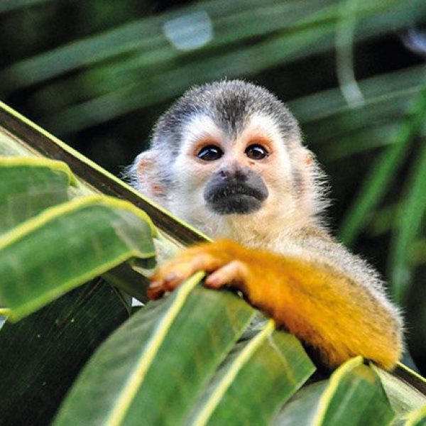 A curious monkey peers over a palm leaf. Meet wildlife on the Real Costa Rica tour with Just You.