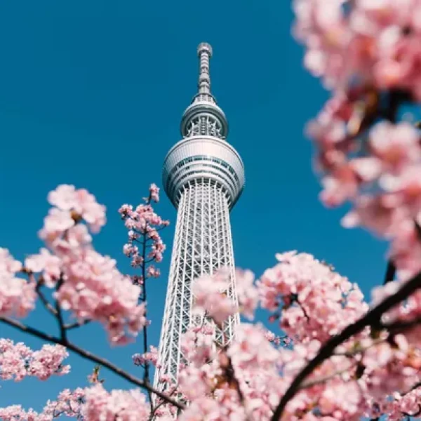 Konnichiwa Tokyo - Splendours of Japan