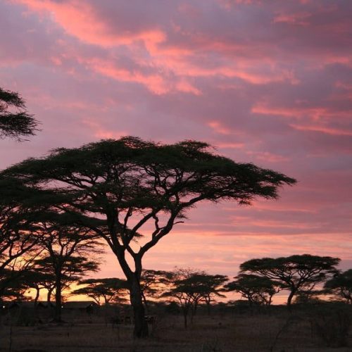 Sunrise - Intent on Safari