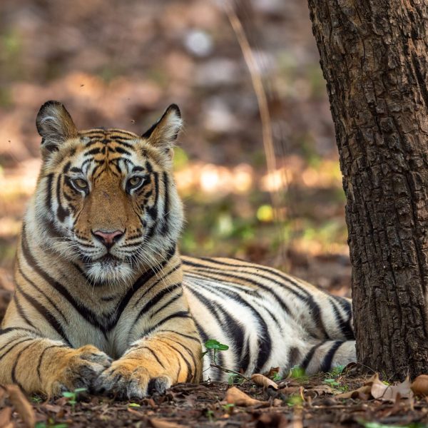A beautiful tiger basks in sun-dappled shade beside a tree in New Delhi - Tigers and Temples - Women in Wildlife Photography