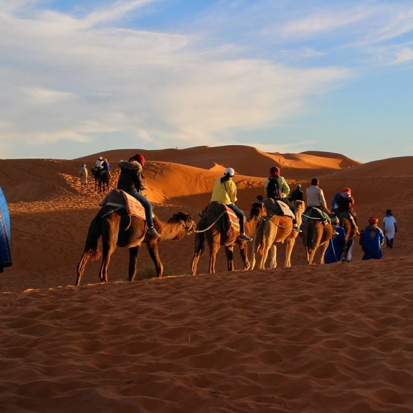 Camels trekking across the vast dunes of the Sahara Desert under a clear sky - 5 Day Sahara Desert Morocco Tour