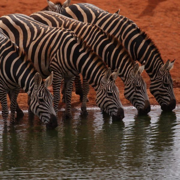 Luxury Migration Safari - Intent on Safari