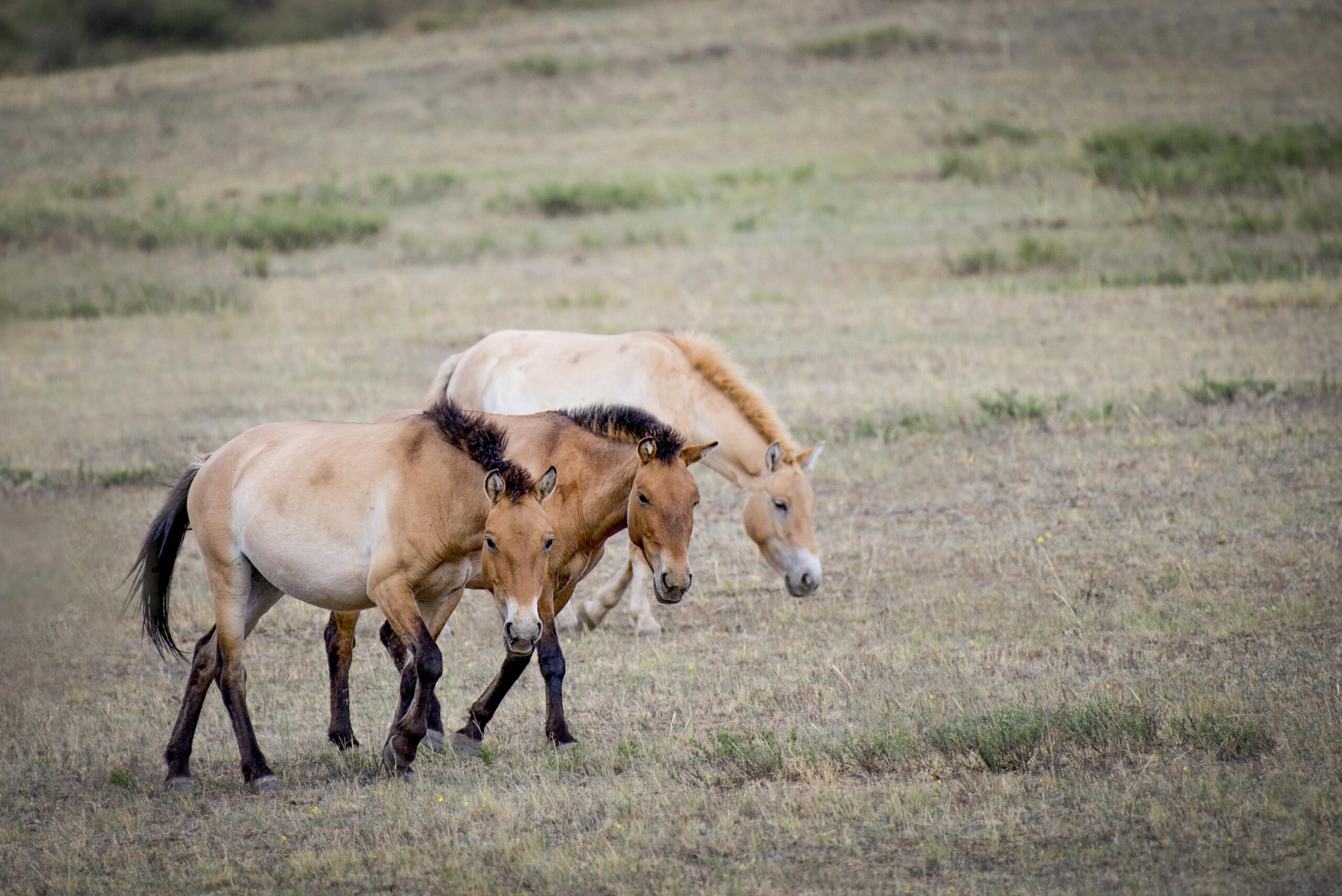 20170614-mongolian-horses-1